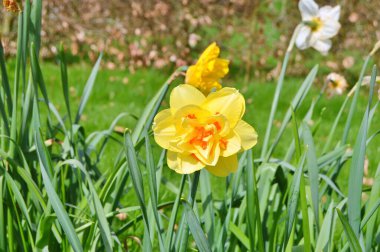 Baharda bahçede çiçekler var. Doğa ve renkli arka plan. Çiçekler.