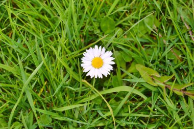 Baharda bahçede çiçekler var. Doğa ve renkli arka plan. Çiçekler.