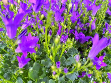 Baharda bahçede çiçekler var. Doğa ve renkli arka plan. Çiçekler.