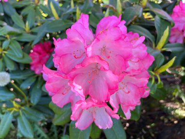 Baharda bahçede Azalea (rhododendron) çiçekleri olur. Doğa arkaplanı ......