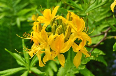 Baharda bahçede Azalea (rhododendron) çiçekleri olur. Doğa arkaplanı ......