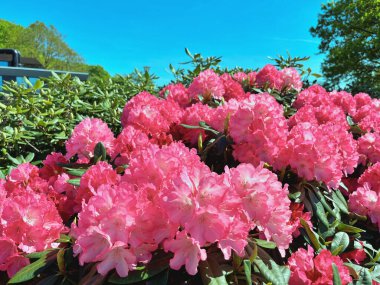 Baharda bahçede Azalea (rhododendron) çiçekleri olur. Doğa arkaplanı ......