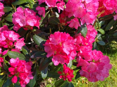 Baharda bahçede Azalea (Rhododendron) çiçekleri bulunur. Doğa ve renkli arkaplan .....