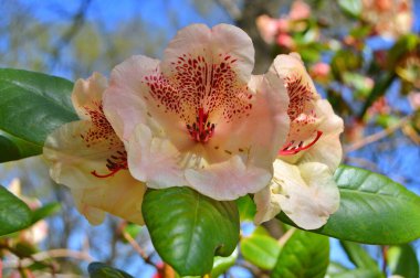 Baharda bahçede Azalea (rhododendron) çiçekleri olur. Doğa arkaplanı ......