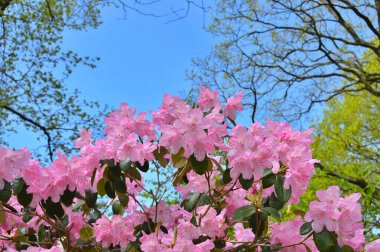 Baharda bahçede Azalea (Rhododendron) çiçekleri bulunur. Doğa ve renkli arkaplan .....