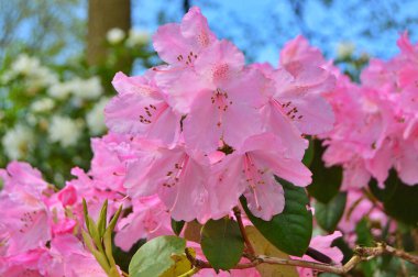 Baharda bahçede Azalea (Rhododendron) çiçekleri bulunur. Doğa ve renkli arkaplan ......
