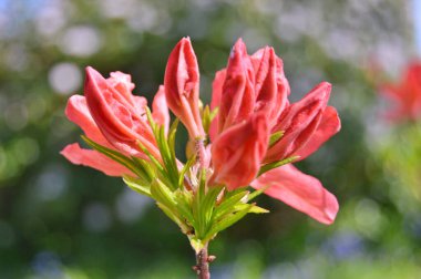 Baharda bahçede Azalea (Rhododendron) çiçekleri bulunur. Doğa ve renkli arkaplan .....