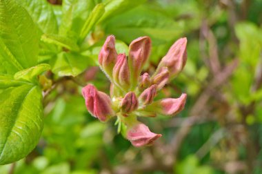 Baharda bahçede Azalea (Rhododendron) çiçekleri bulunur. Doğa ve renkli arkaplan ......