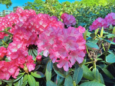 Baharda bahçede Azalea (Rhododendron) çiçekleri bulunur. Doğa ve renkli arkaplan ......