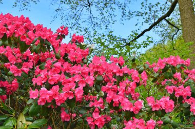 Baharda bahçede Azalea (Rhododendron) çiçekleri bulunur. Doğa ve renkli arkaplan ......