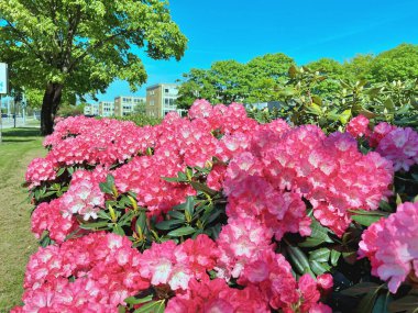 Baharda bahçede Azalea (Rhododendron) çiçekleri bulunur. Doğa ve renkli arkaplan ......