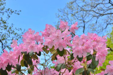 Baharda bahçede Azalea (Rhododendron) çiçekleri bulunur. Doğa ve renkli arkaplan ......