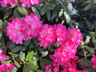 Baharda bahçede Azalea (Rhododendron) çiçekleri bulunur. Doğa ve renkli arkaplan ......