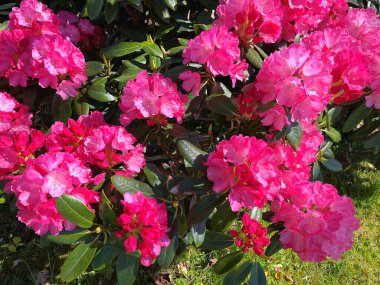 Baharda bahçede Azalea (Rhododendron) çiçekleri bulunur. Doğa ve renkli arkaplan ......