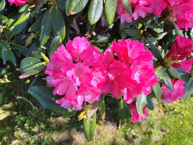 Baharda bahçede Azalea (Rhododendron) çiçekleri bulunur. Doğa ve renkli arkaplan ......