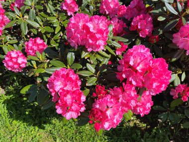 Baharda bahçede Azalea (Rhododendron) çiçekleri bulunur. Doğa ve renkli arkaplan ......