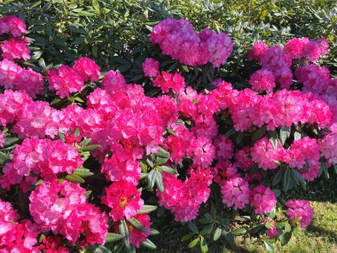 Baharda bahçede Azalea (Rhododendron) çiçekleri bulunur. Doğa ve renkli arkaplan ......