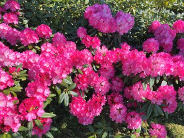 Baharda bahçede Azalea (Rhododendron) çiçekleri bulunur. Doğa ve renkli arkaplan ......