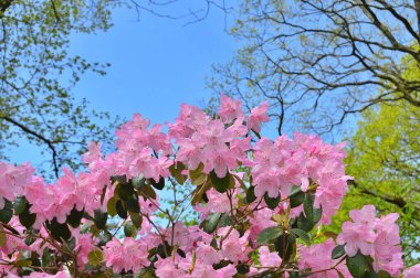 Baharda bahçede Azalea (Rhododendron) çiçekleri bulunur. Doğa ve renkli arkaplan ......