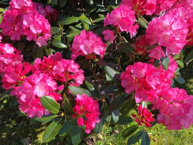 Baharda bahçede Azalea (Rhododendron) çiçekleri bulunur. Doğa ve renkli arkaplan ......