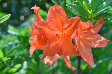 Baharda bahçede Azalea (Rhododendron) çiçekleri bulunur. Doğa ve renkli arkaplan ......