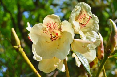 Baharda bahçede Azalea (Rhododendron) çiçekleri bulunur. Doğa ve renkli arkaplan ....