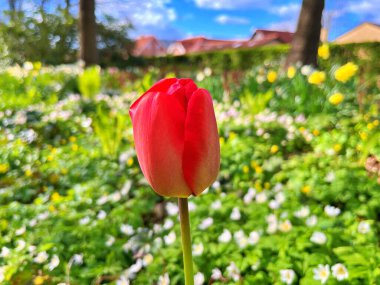 Lale çiçeği. Kışın ya da ilkbaharda lale tarlasında güzel laleler çiçek açar. Bahçede renkli laleler çiçek açıyor. Kartpostal için güzel laleler