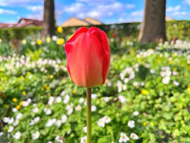 Lale çiçeği. Kışın ya da ilkbaharda lale tarlasında güzel laleler çiçek açar. Bahçede renkli laleler çiçek açıyor. Kartpostal için güzel laleler 