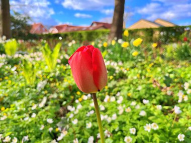 2024 - 07- 18. Lale çiçeği. Kışın ya da ilkbaharda lale tarlasında güzel laleler çiçek açar. Bahçede renkli laleler çiçek açıyor. Kartpostal için güzel laleler