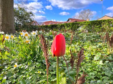  Lale çiçeği. Kışın ya da ilkbaharda lale tarlasında güzel laleler çiçek açar. Bahçede renkli laleler çiçek açıyor. Kartpostal için güzel laleler