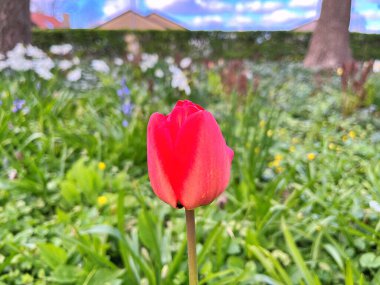  Lale çiçeği. Kışın ya da ilkbaharda lale tarlasında güzel laleler çiçek açar. Bahçede renkli laleler çiçek açıyor. Kartpostal için güzel laleler