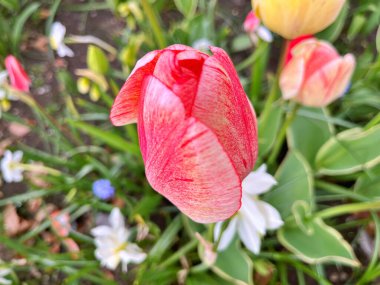  Lale çiçeği. Kışın ya da ilkbaharda lale tarlasında güzel laleler çiçek açar. Bahçede renkli laleler çiçek açıyor. Kartpostal için güzel laleler