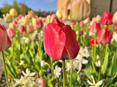 Lale çiçeği. Kışın ya da ilkbaharda lale tarlasında güzel laleler çiçek açar. Bahçede renkli laleler çiçek açıyor. Kartpostal için güzel laleler