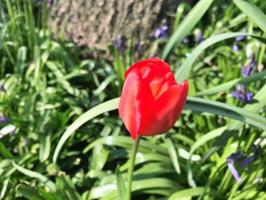 2024 - 07- 18. Lale çiçeği. Kışın ya da ilkbaharda lale tarlasında güzel laleler çiçek açar. Bahçede renkli laleler çiçek açıyor. Kartpostal için güzel laleler