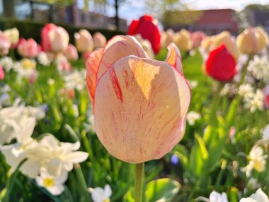 2024 - 07- 18. Lale çiçeği. Kışın ya da ilkbaharda lale tarlasında güzel laleler çiçek açar. Bahçede renkli laleler çiçek açıyor. Kartpostal için güzel laleler