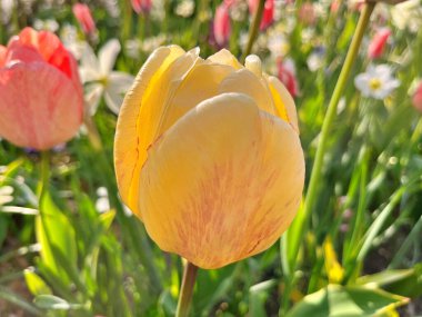 2024 - 07- 18. Lale çiçeği. Kışın ya da ilkbaharda lale tarlasında güzel laleler çiçek açar. Bahçede renkli laleler çiçek açıyor. Kartpostal için güzel laleler