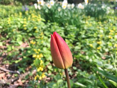 2024 - 07- 18. Lale çiçeği. Kışın ya da ilkbaharda lale tarlasında güzel laleler çiçek açar. Bahçede renkli laleler çiçek açıyor. Kartpostal için güzel laleler