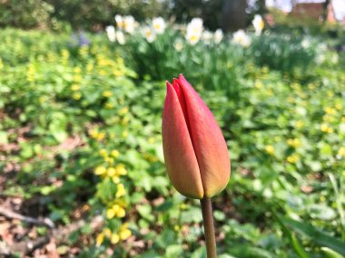 2024 - 07- 18. Lale çiçeği. Kışın ya da ilkbaharda lale tarlasında güzel laleler çiçek açar. Bahçede renkli laleler çiçek açıyor. Kartpostal için güzel laleler