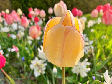 Lale çiçeği. Kışın ya da ilkbaharda lale tarlasında güzel laleler çiçek açar. Bahçede renkli laleler çiçek açıyor. Kartpostal için güzel laleler