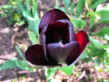 2024 - 07 - 11.Lale çiçeği. Kışın ya da ilkbaharda lale tarlasında güzel laleler çiçek açar. Bahçede renkli laleler çiçek açıyor. Kartpostal için güzel laleler