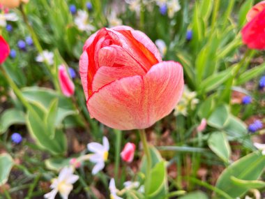 2024 - 07 - 11.Lale çiçeği. Kışın ya da ilkbaharda lale tarlasında güzel laleler çiçek açar. Bahçede renkli laleler çiçek açıyor. Kartpostal için güzel laleler