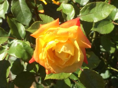 Bahçede sarı gül çiçeği, yakın planda sarı gül. Doğada gül çiçeği. Renkli güller