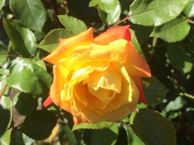 Bahçede sarı gül çiçeği, yakın planda sarı gül. Doğada gül çiçeği. Renkli güller