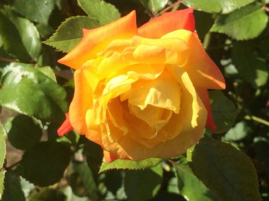 Bahçede sarı gül çiçeği, yakın planda sarı gül. Doğada gül çiçeği. Renkli güller