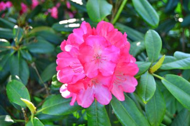 İlkbaharda şehir parkında Rhododendron (Azalea) çiçekleri. Doğa geçmişi. Çiçek arkaplanı