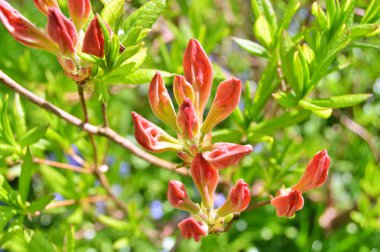 İlkbaharda şehir parkında Rhododendron (Azalea) çiçekleri. Doğa geçmişi. Çiçek arkaplanı