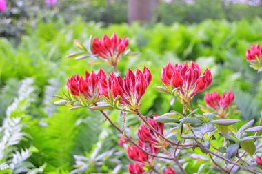 İlkbaharda şehir parkında Rhododendron (Azalea) çiçekleri. Doğa geçmişi. Çiçek arkaplanı