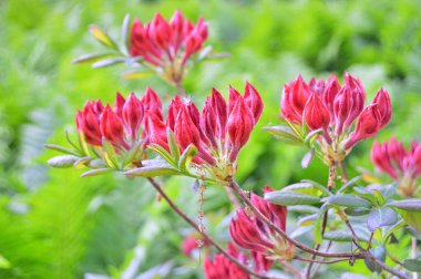 İlkbaharda şehir parkında Rhododendron (Azalea) çiçekleri. Doğa geçmişi. Çiçek arkaplanı