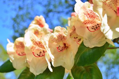 İlkbaharda şehir parkında Rhododendron (Azalea) çiçekleri. Doğa geçmişi. Çiçek arkaplanı