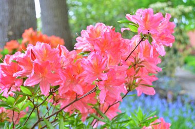 İlkbaharda şehir parkında Rhododendron (Azalea) çiçekleri. Doğa geçmişi. Çiçek arkaplanı